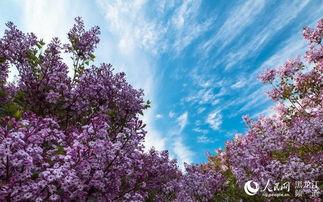 丁香五月国产 第2张 丁香五月国产 第2张